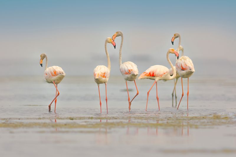 flamingo.bird,birds,nikon,wild,water,shadows,lake,pond,flowers,swan,colors,nikon,beauty,nature,animals,eyes,egret,songbird,jungle,white,wings,fly Flamingos фото превью