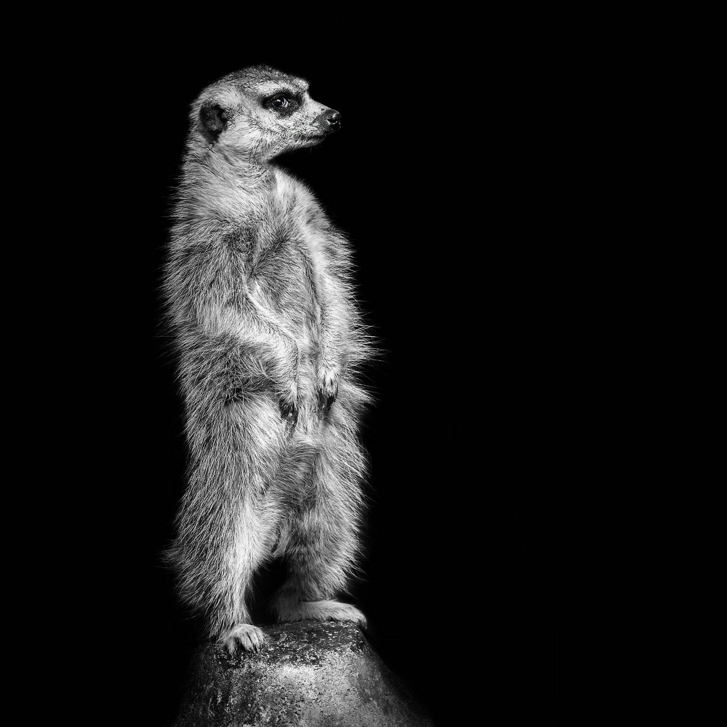 сурикаты, волк, тигр, кошки, ворон, лиса, шпиц, сиб белоголовый, Олег Богданов