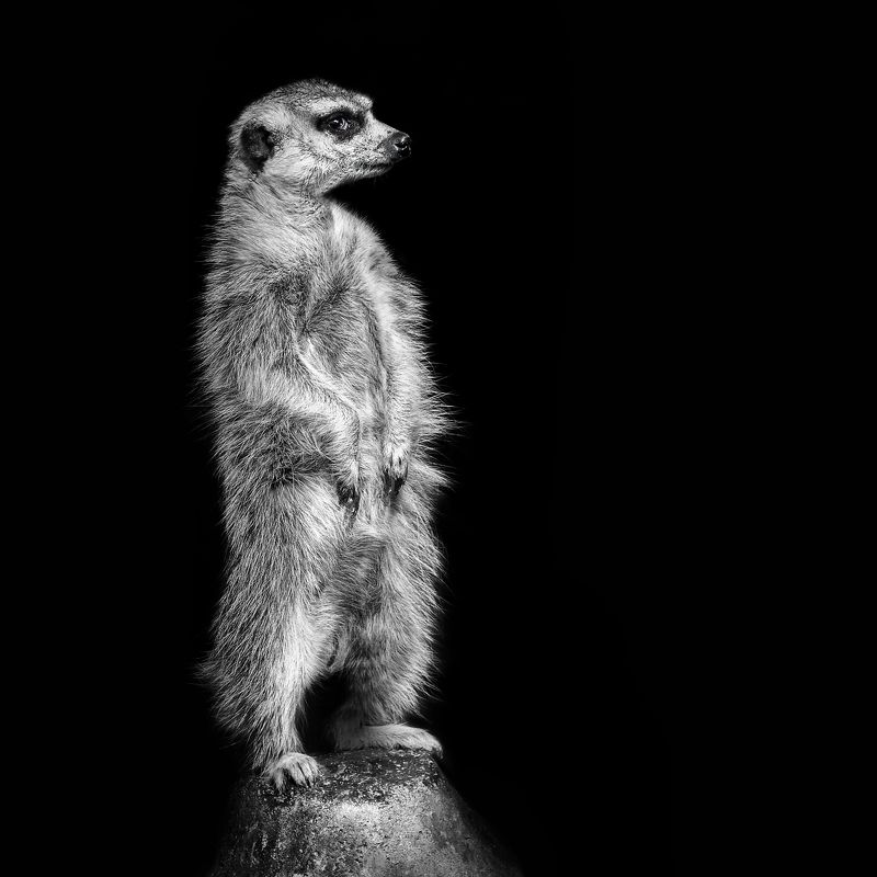 сурикаты, волк, тигр, кошки, ворон, лиса, шпиц, сиб белоголовый Нешуточные портреты фото превью