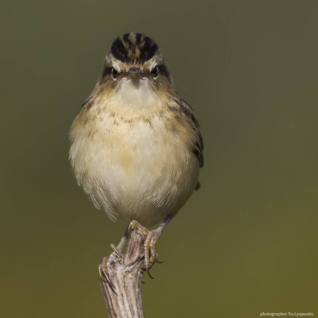 Камышевка барсучок, Ляпустин Юра