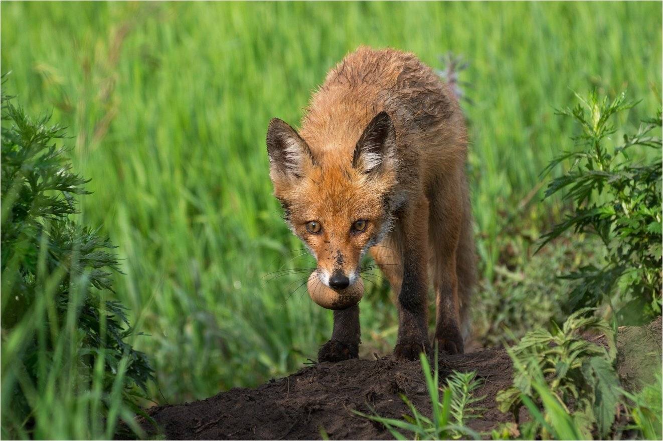 , Руслан Сигушин