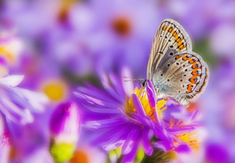 Осенний цвет фото превью