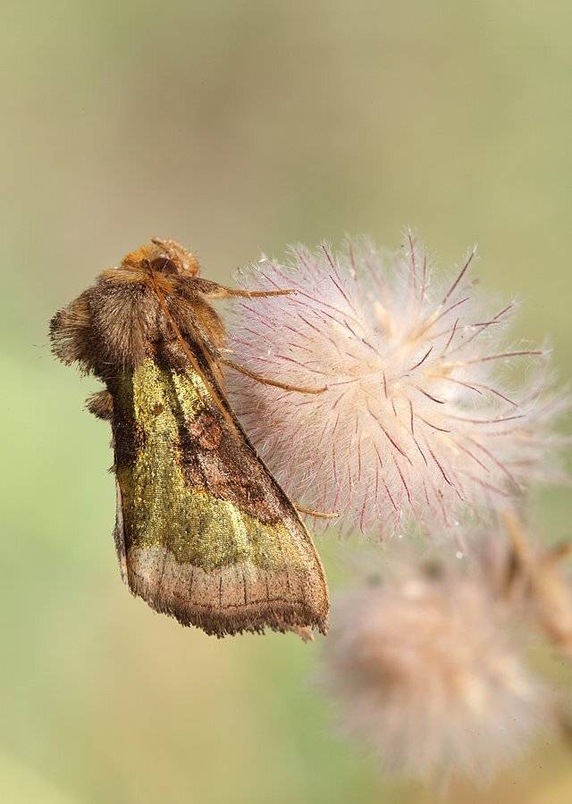 , Сергей Таланов