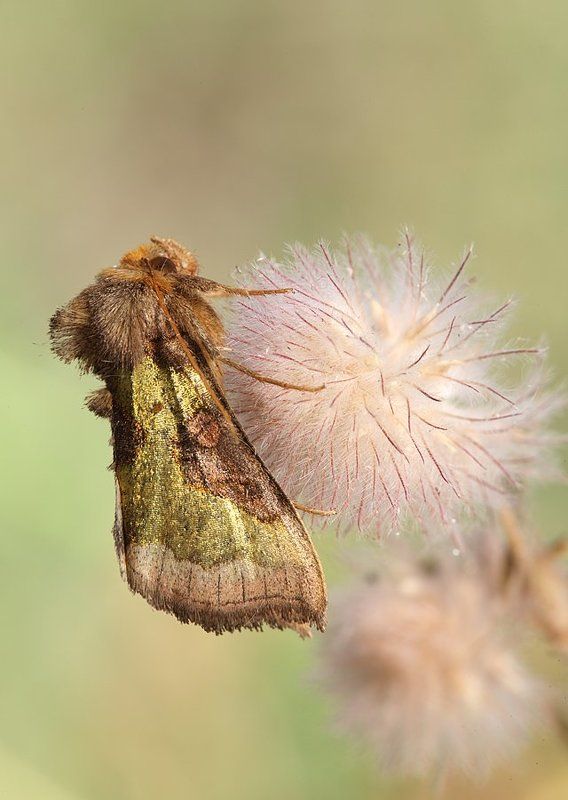 Металлика фото превью