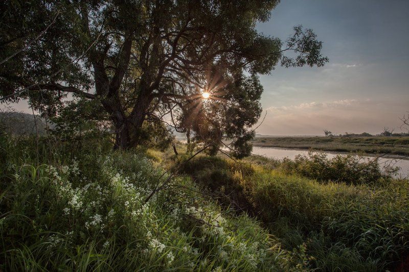 Дорогобуж, Июнь, Пушкарёво, Днепр У молодого Днепра фото превью
