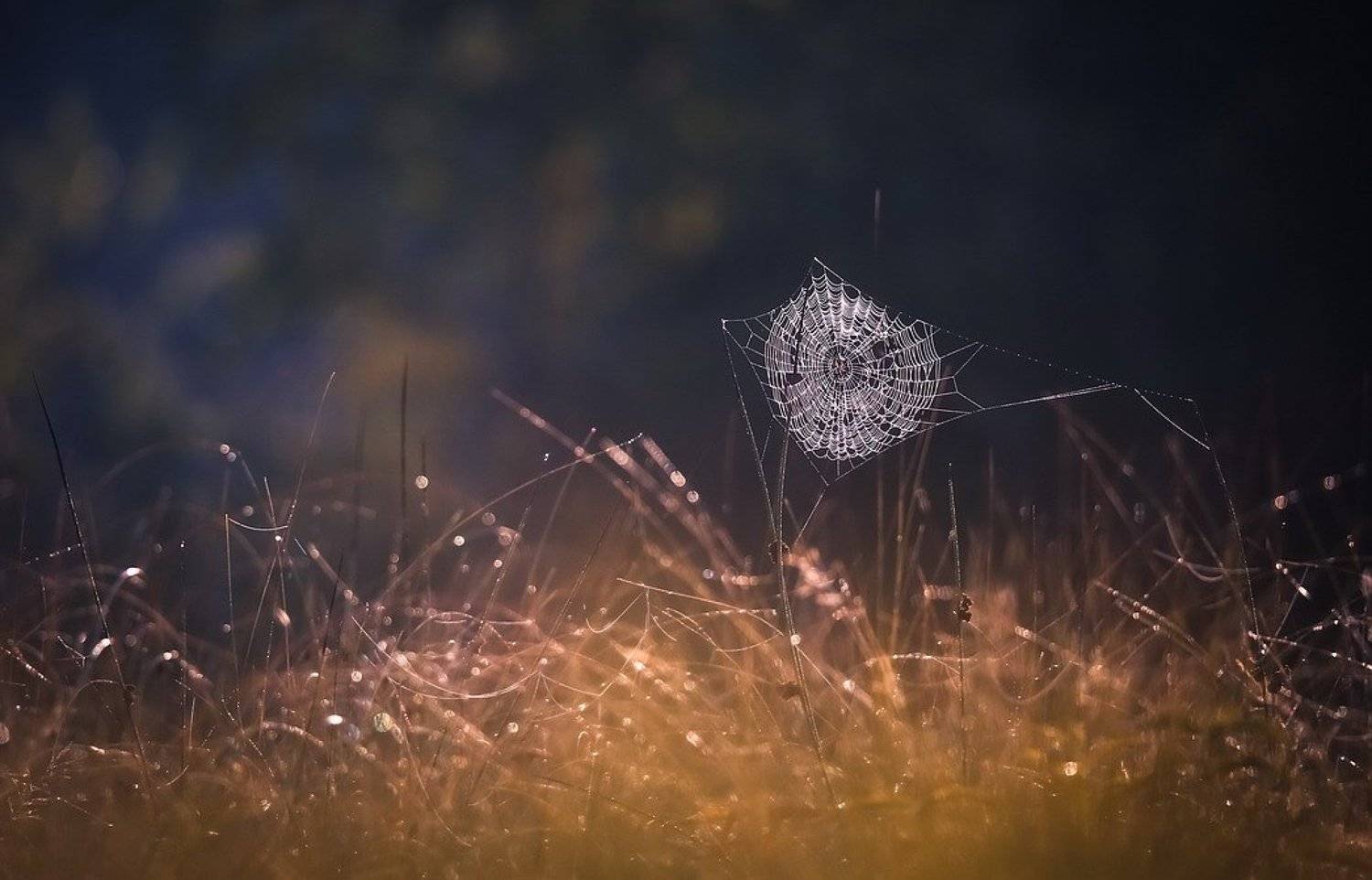 , Вячеслав Мищенко