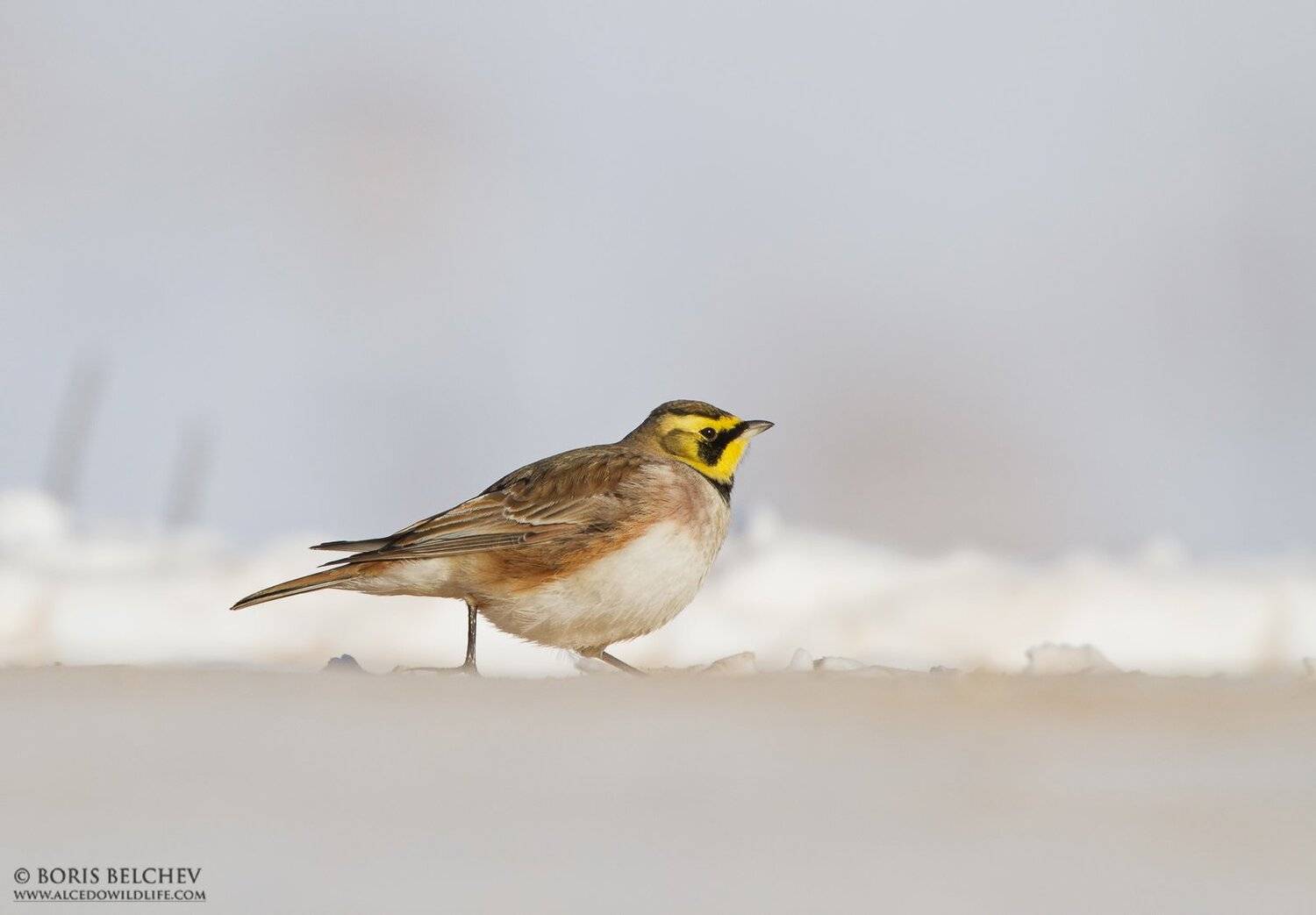 , Борис Белчев