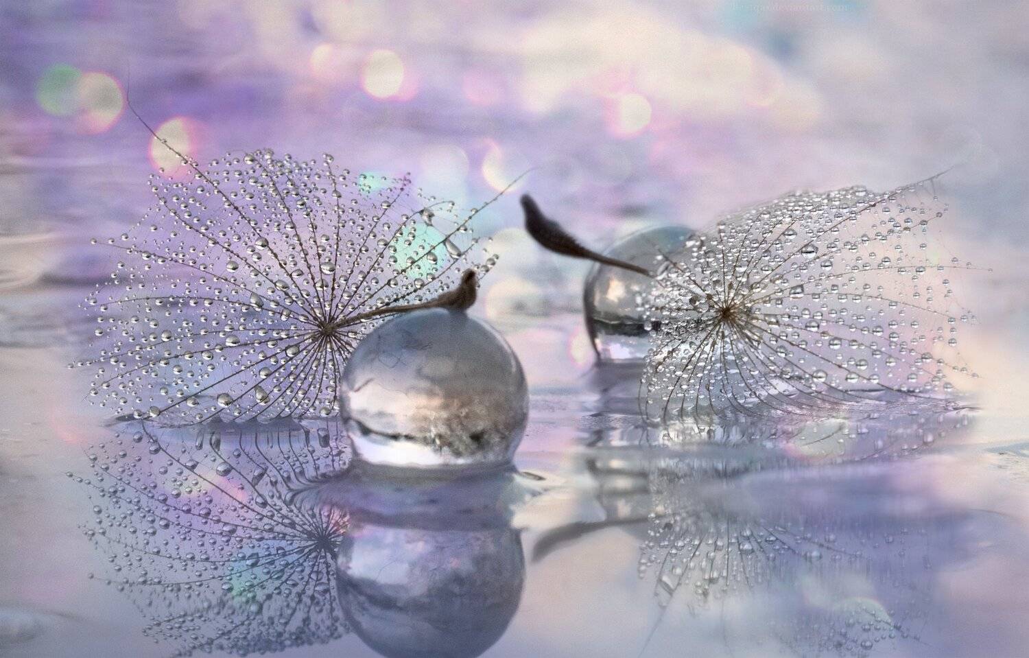 , Таня  Маркова