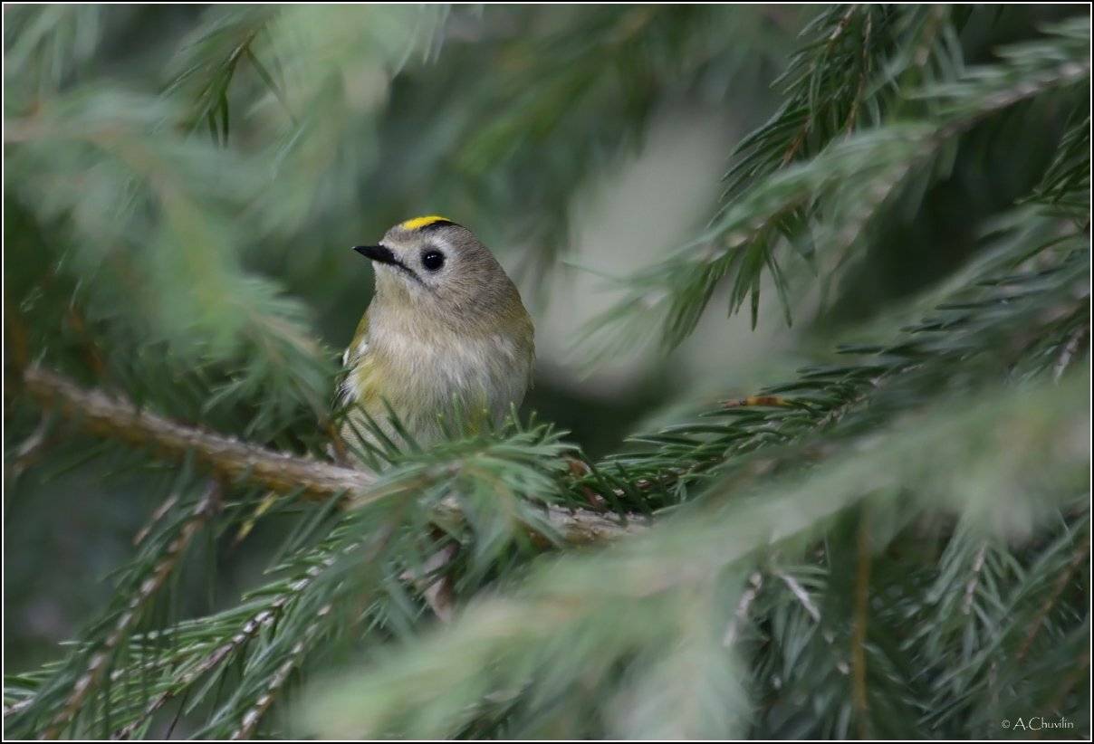 , Александр Чувилин