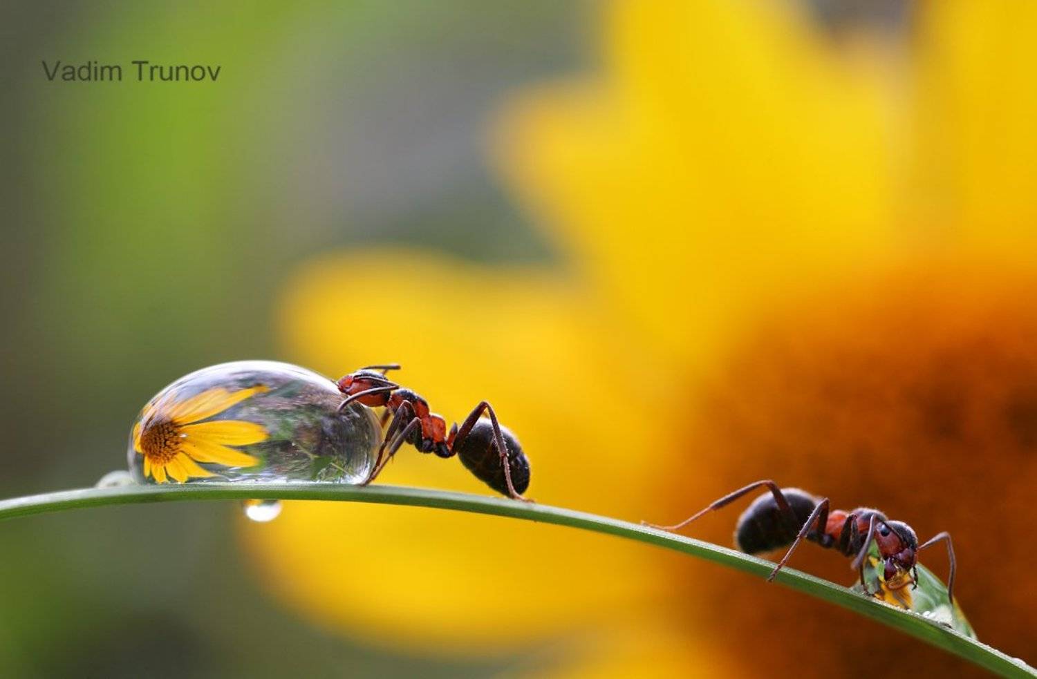 , Вадим Трунов