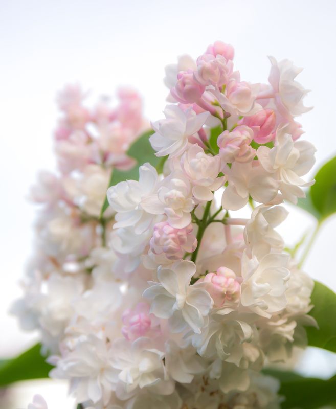 сирень Сирень фото превью