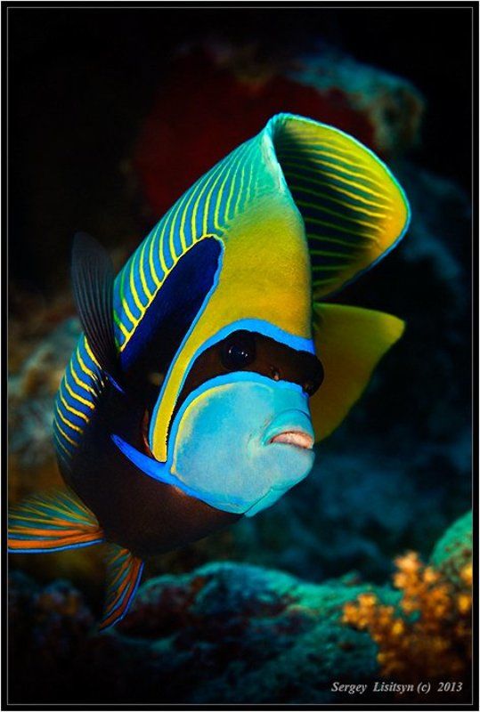 Император. фото превью