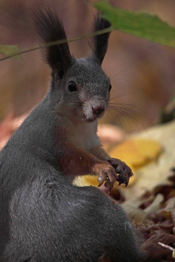 , Шангареев Марс