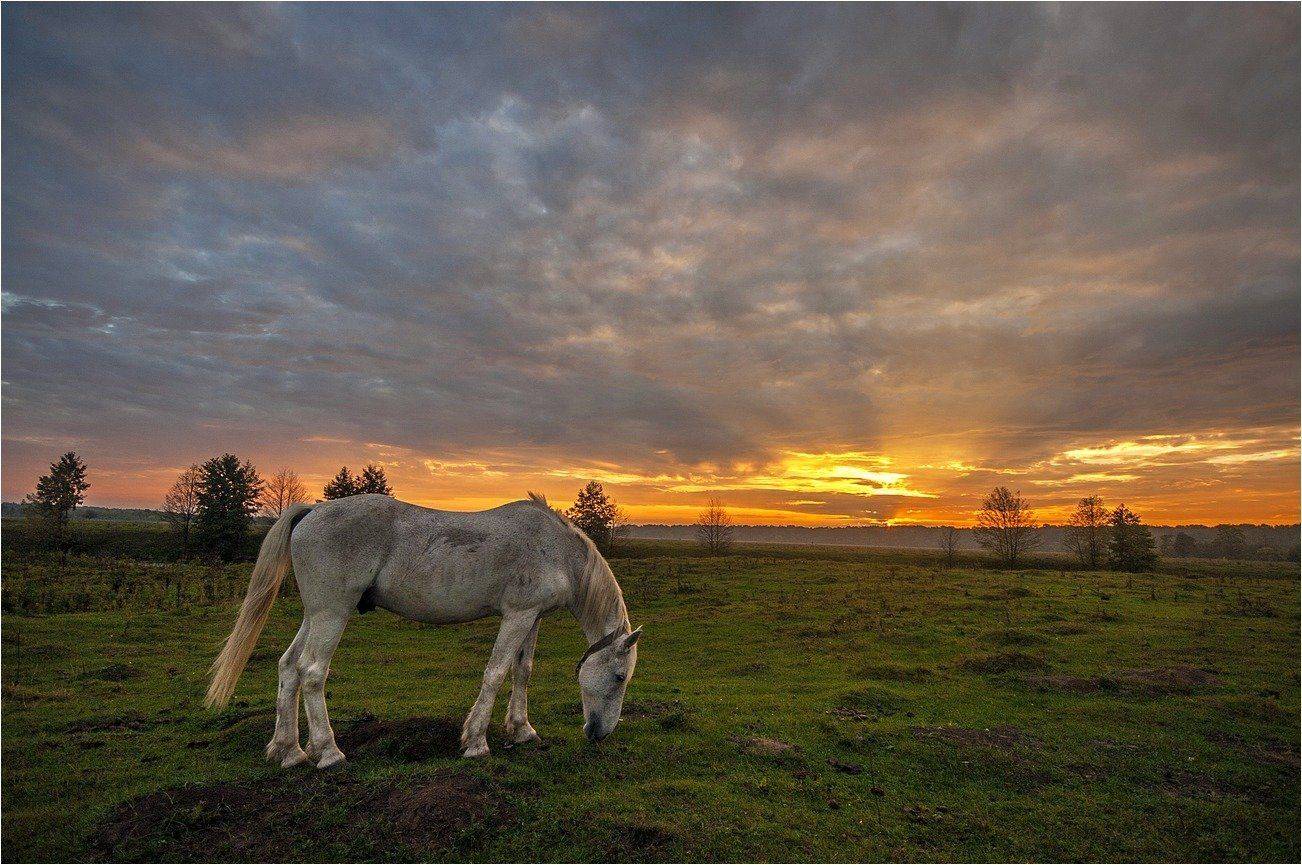 , Володимир Карчевський