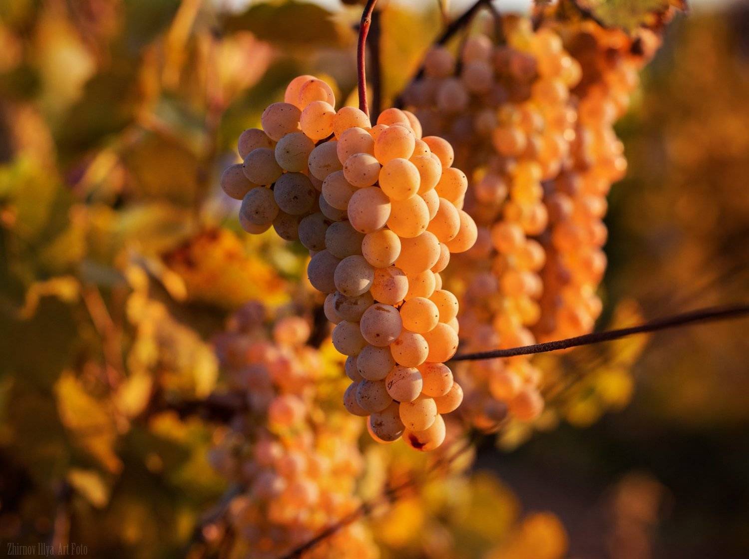 Autumn, Grapes, Sweetness, Виноград, Грозди винограда, Десерт, Золотая осень, Осень, Илья  Жирнов