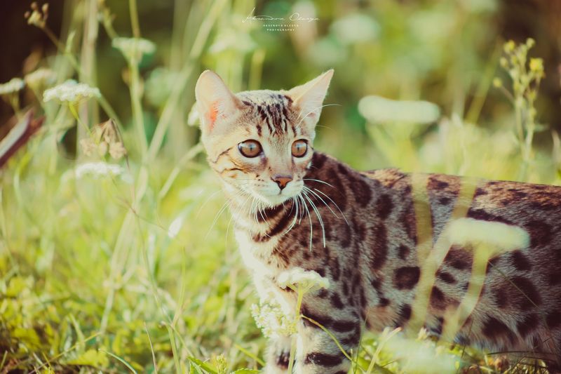 бенгальские кошки, кошка Бенгальсике котята фото превью