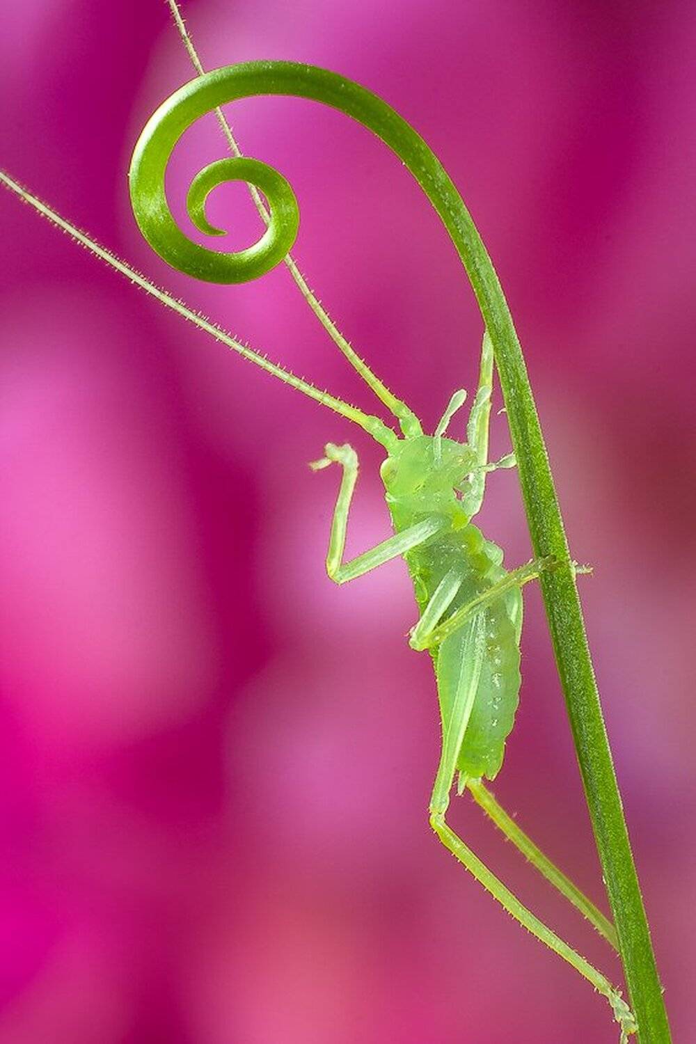 , Gabriel Prescornita