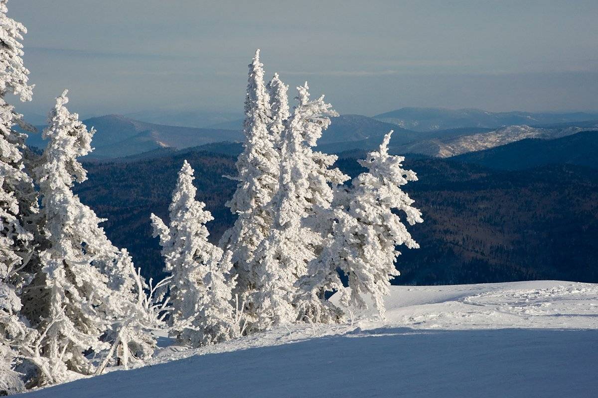 гора зелёная, горная шория, зима, иней, пихты, сибирь, снег, шерегеш, Валерий Пешков