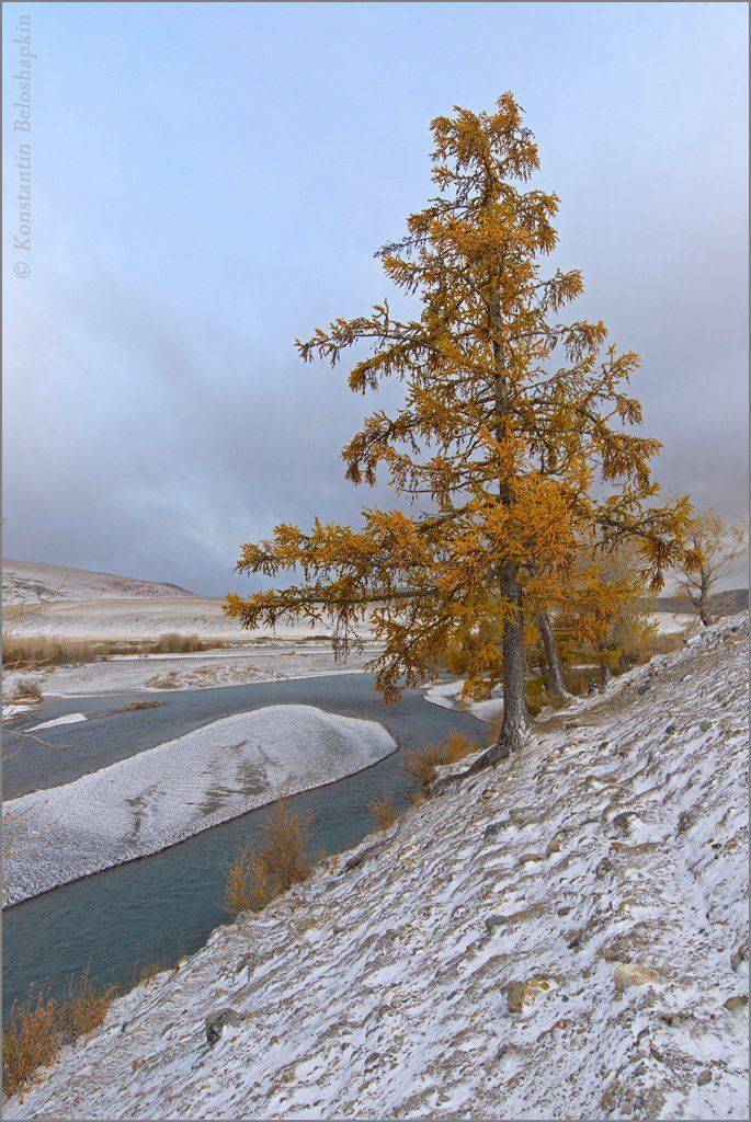 алтай, константин белошапкин, лиственница, чаган узун, Константин Белошапкин