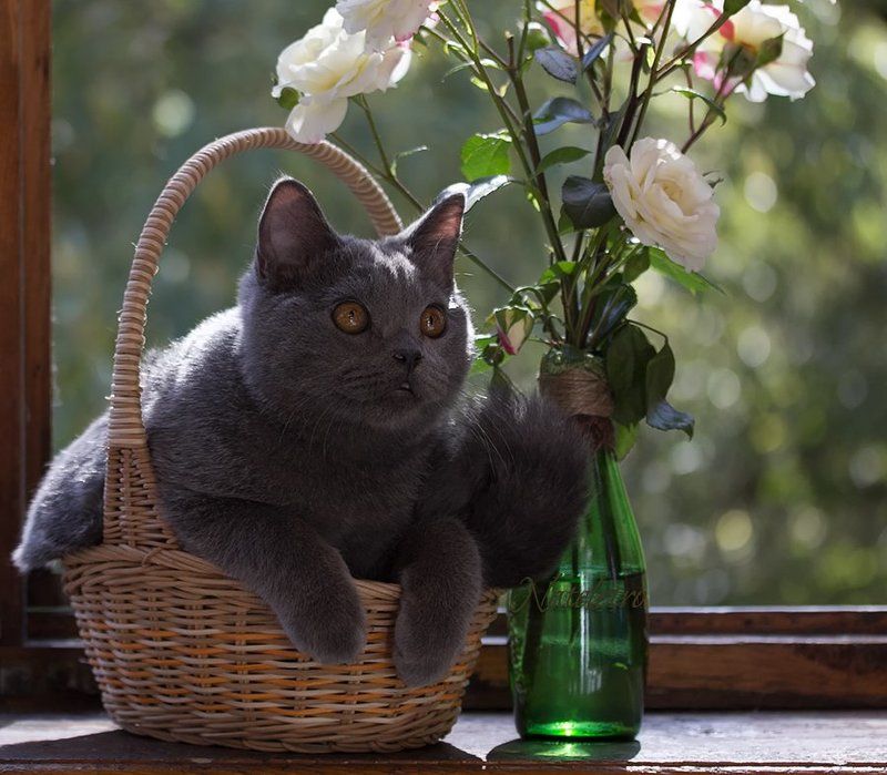 ~***~ фото превью