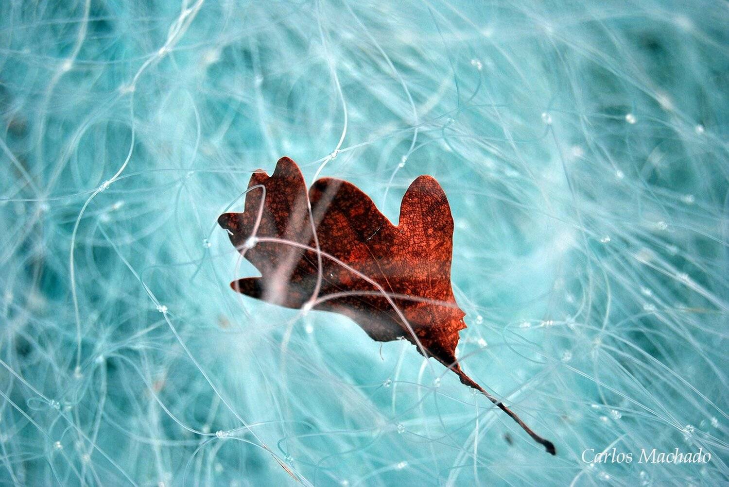 macro, city, urban, still life,, Carlos Machado