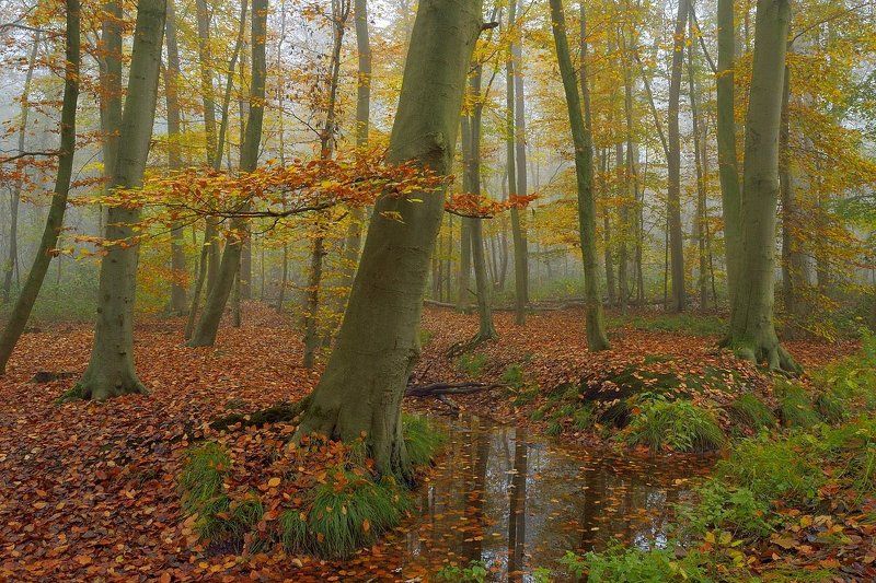Autumn in the wood of Koekelare. фото превью