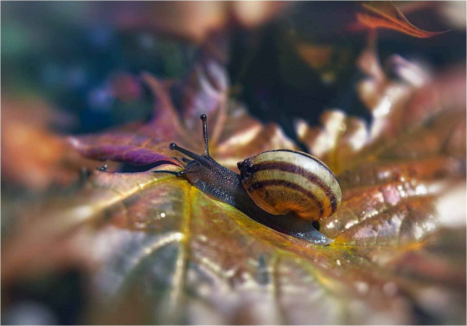 Лето, Лист, Улитка, Сергей Шабуневич