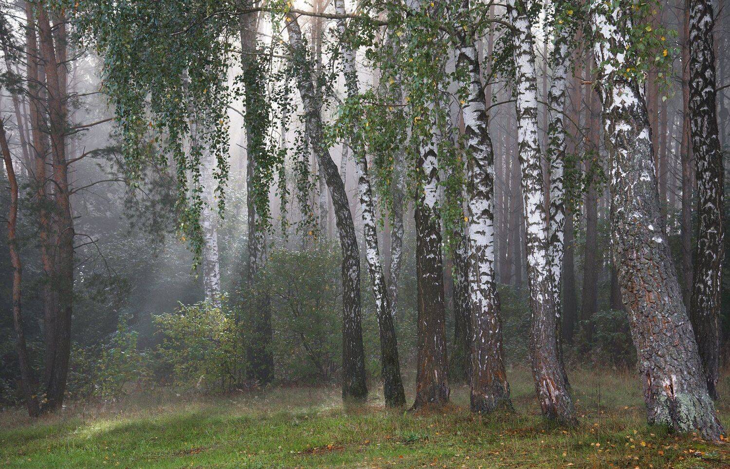 , Николай Шахманцир