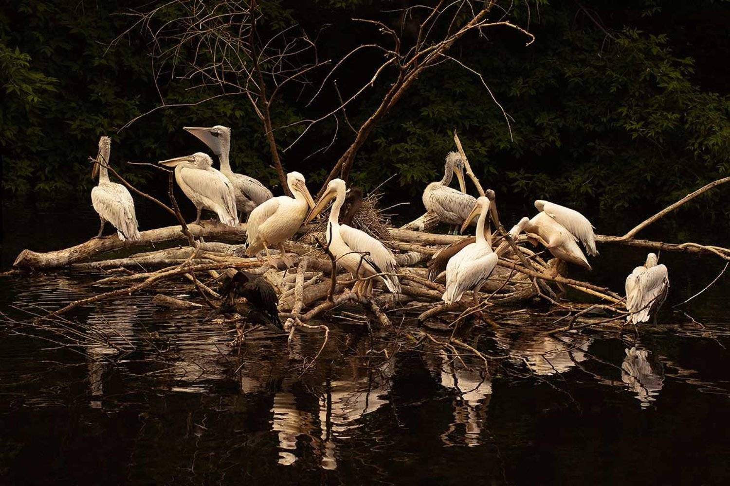 , Пименова Татьяна