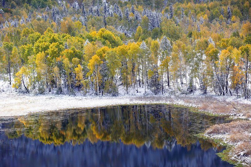 Алтай о́сень клён, Катон карагай - Казахстан. фото превью