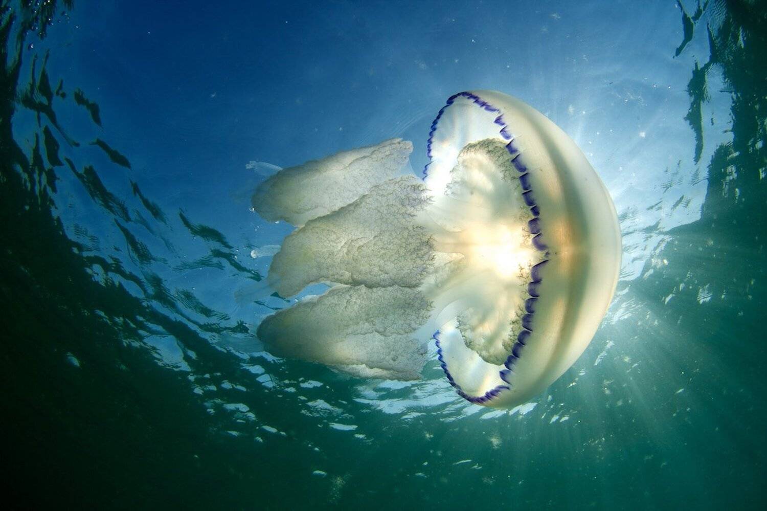 Анапа, Корнерот, Медуза, Подводная съемка, Черное море, Никифоров Егор