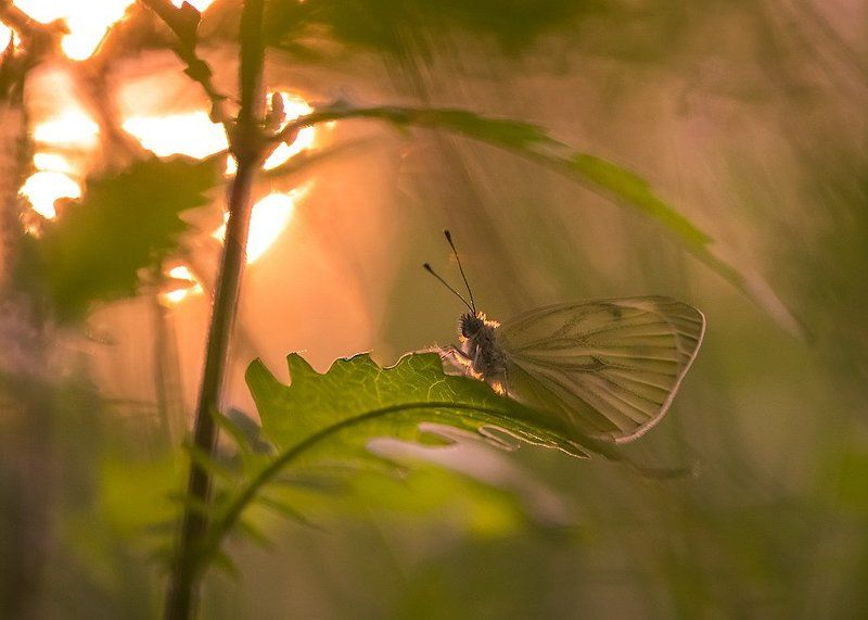 Краски вечера. фото превью