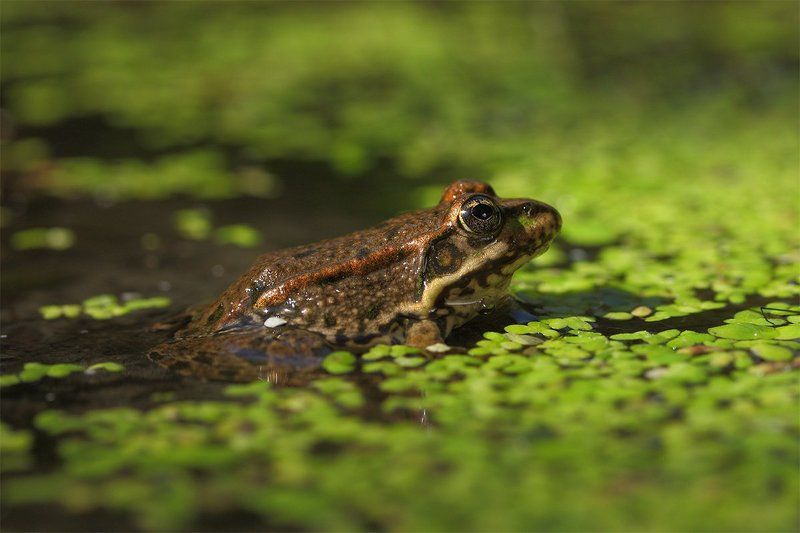 pelophylax lessonae, лягушка прудовая Лягушка прудовая фото превью