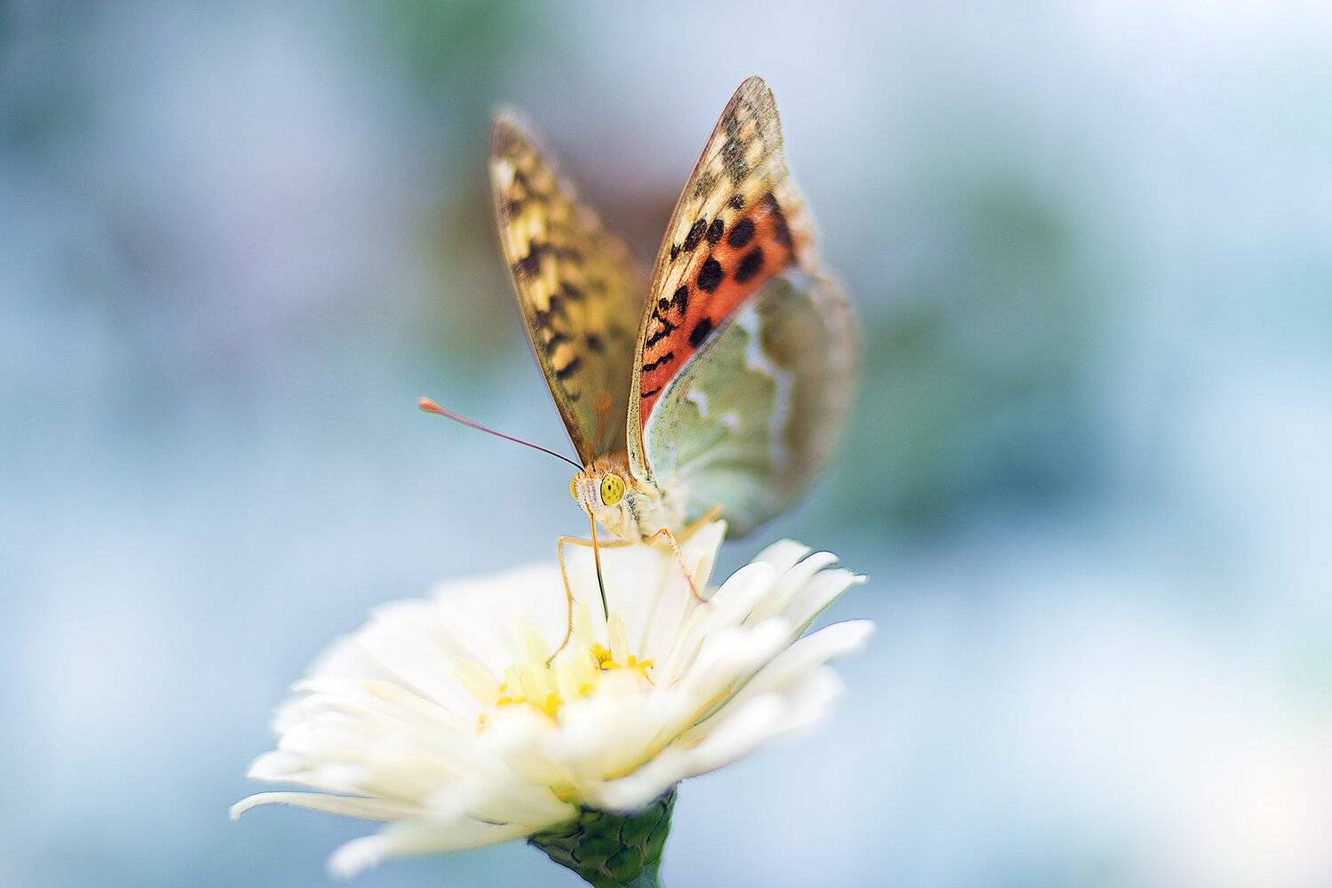 , Эльдар Гуртуев