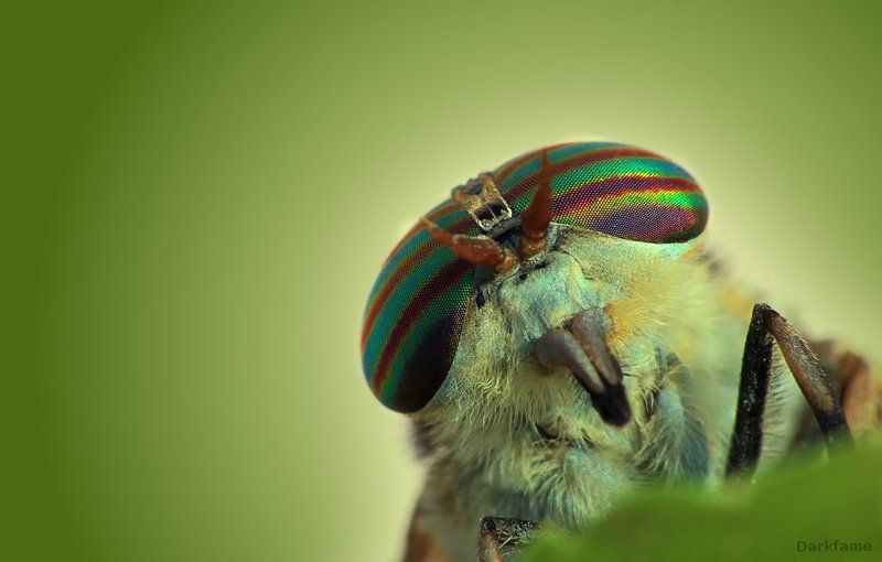 Fly, macro, insect, Horse fly Я лётчик! фото превью