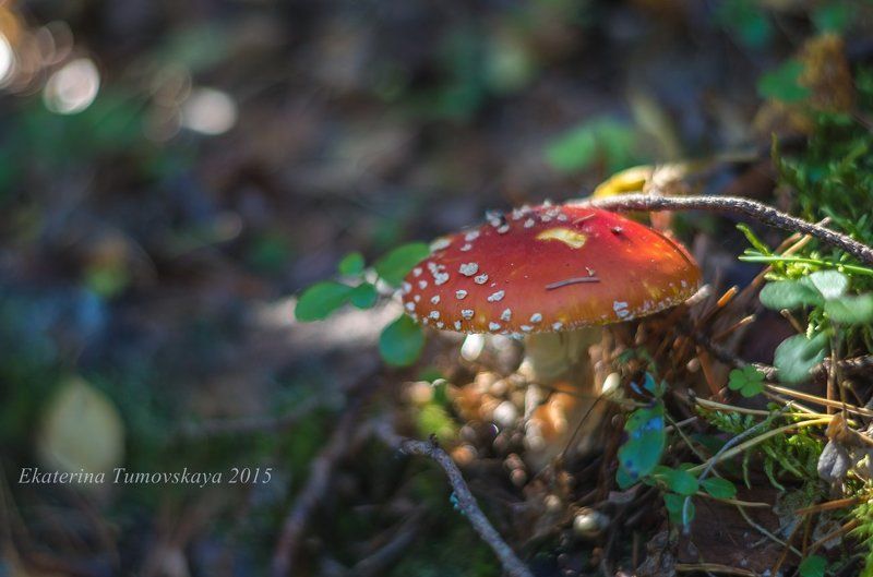 Осень фото превью
