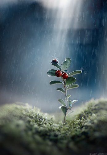 Гулять под дождем