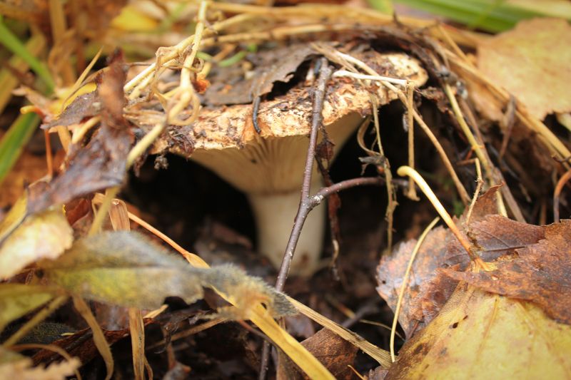 Волшебный лес фото превью