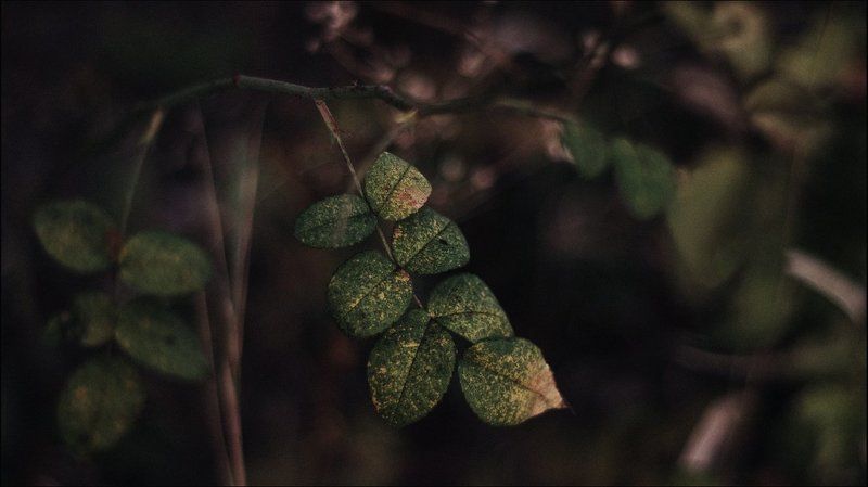 Осень, Природа, Утро Утреннее сухое фото превью