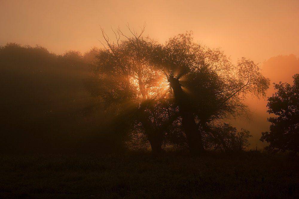 , Pawel Plucinski