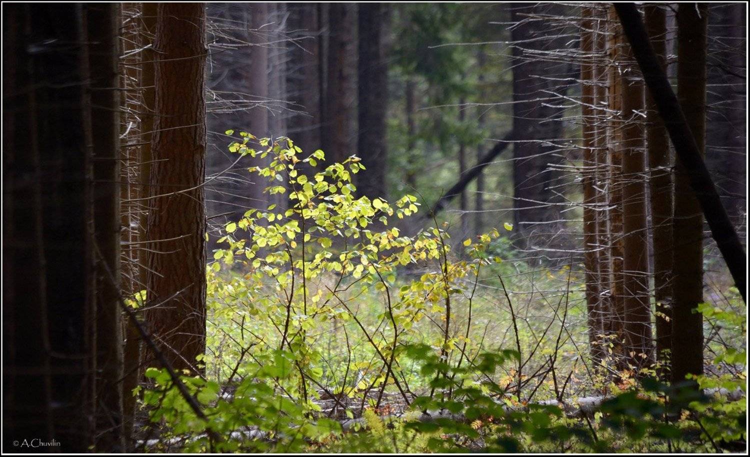 , Александр Чувилин