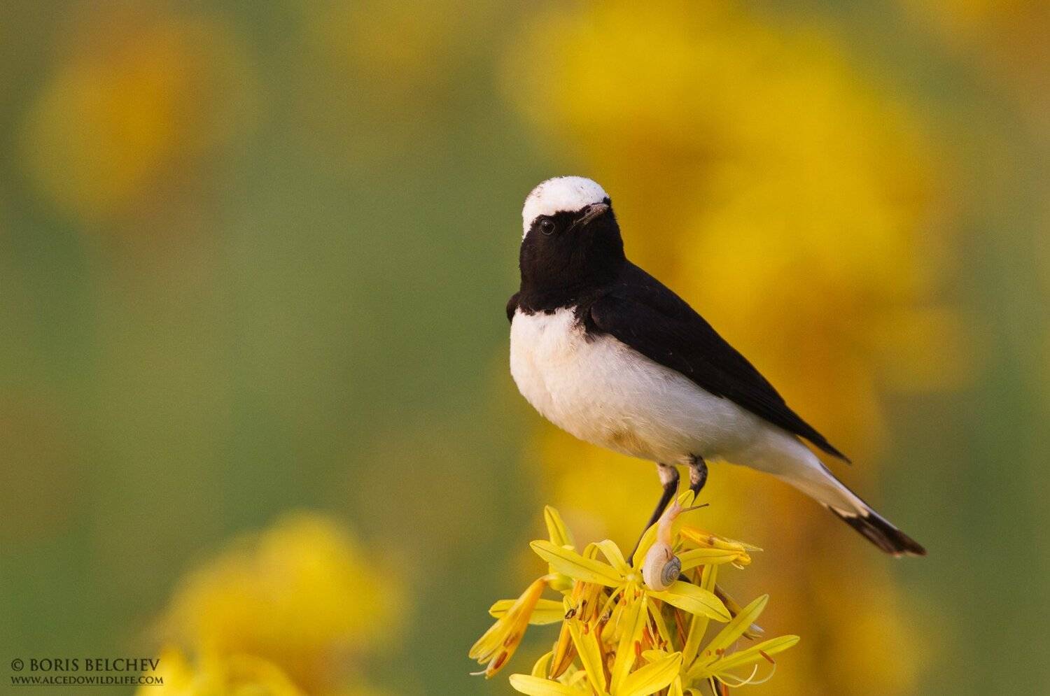 , Борис Белчев