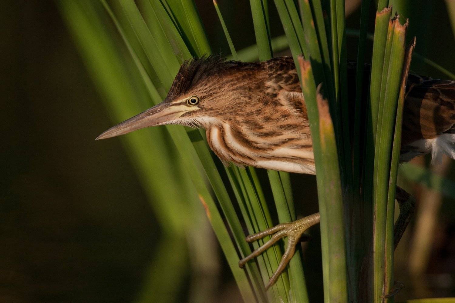 птица,выпь,, Andrew Key