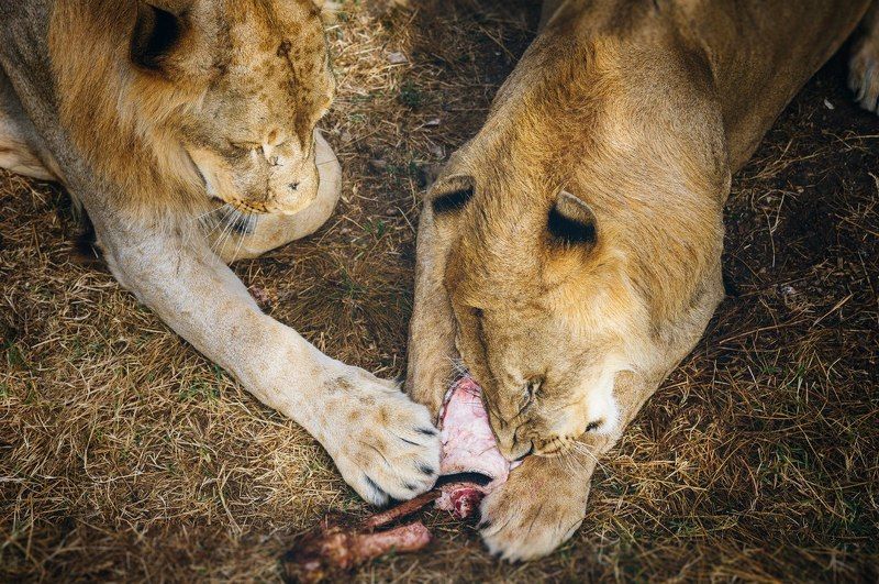 Animals, Color, Food, Light, Nature, Nikon, Wildlife Трапеза фото превью