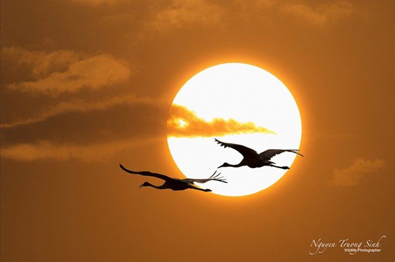 Cranes coming home фото превью