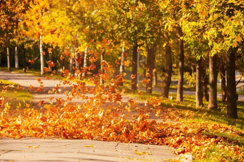 осень, москва. желтый, тепло, солнце  Закружило  фото превью