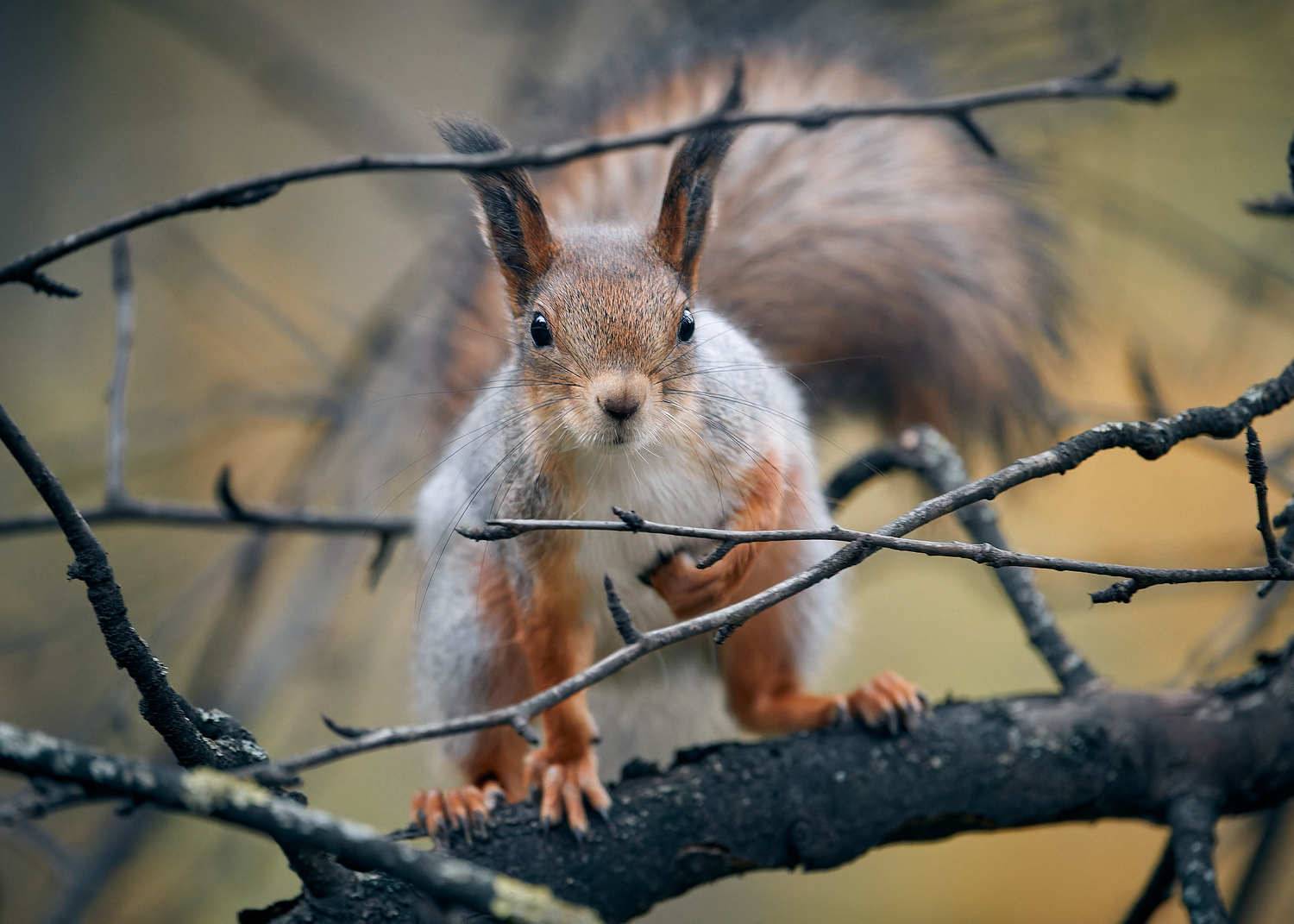 белочка белка, Mikhail Khmelevskiy