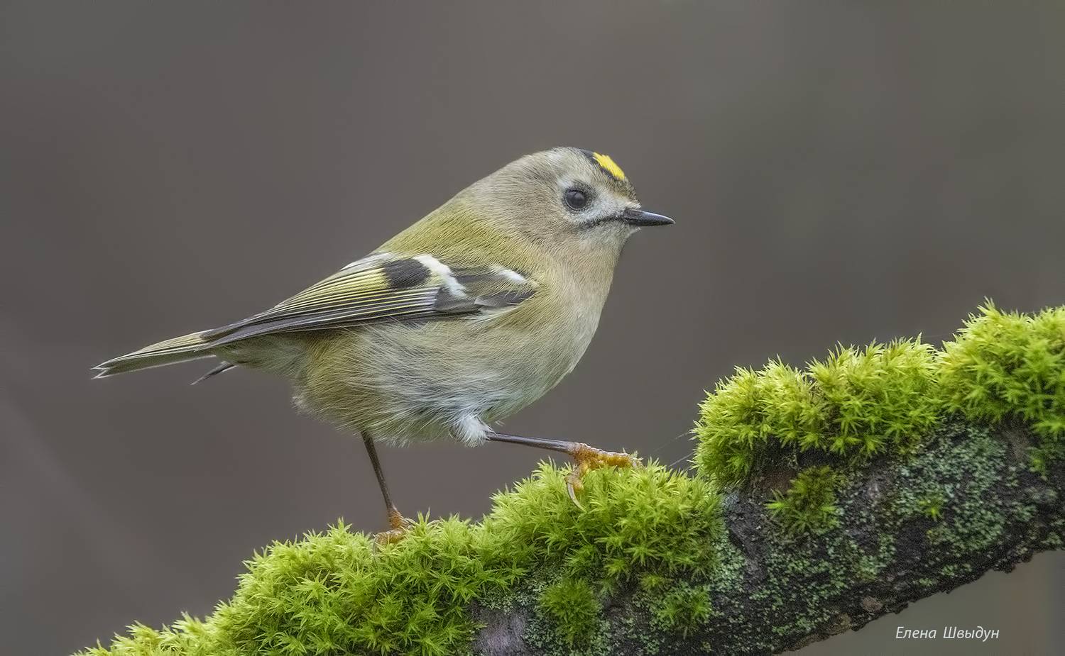bird of prey, animal, birds, bird,  animal wildlife,  nature,  animals in the wild, goldcrest, желтоголовый королёк, птицы, птица, Елена Швыдун