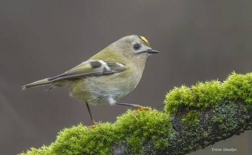 Goldcrest