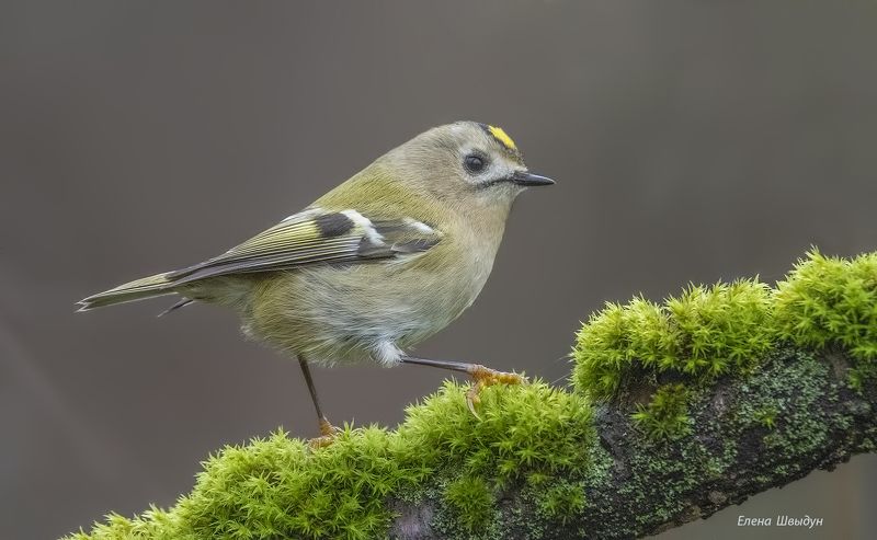 bird of prey, animal, birds, bird,  animal wildlife,  nature,  animals in the wild, goldcrest, желтоголовый королёк, птицы, птица Goldcrest фото превью